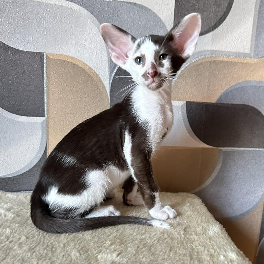 Marzipan Oriental Shorthair male, chocolate bicolour