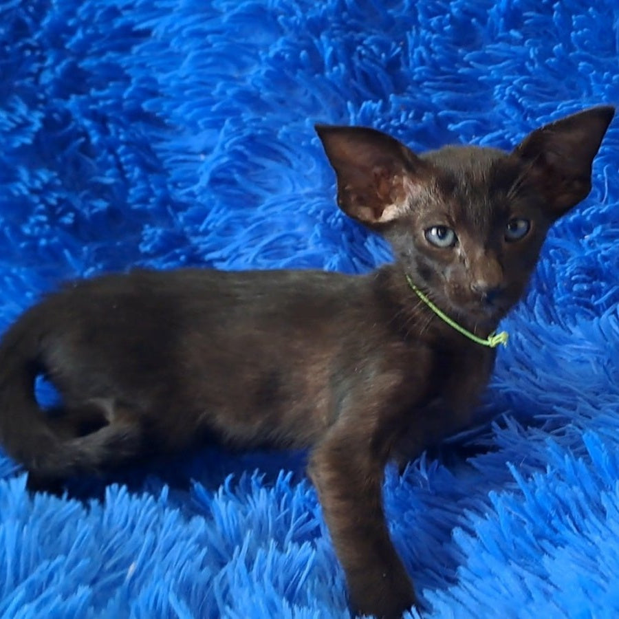 Lui Oriental Shorthair male, black