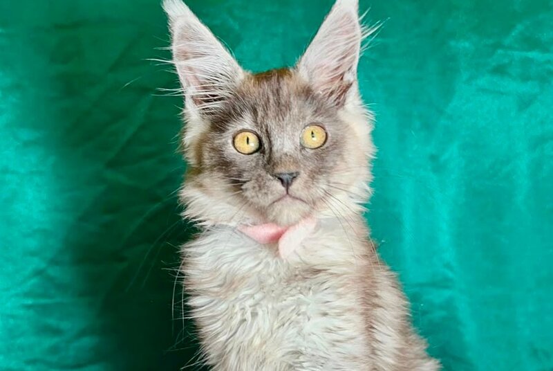 Maria Maine Coon female, black silver