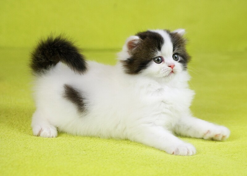 Favorite Scottish Straight male black van tabby - live animals