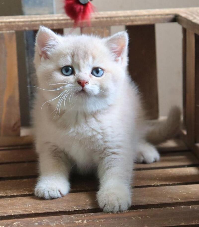 Stianly British Shorthair male, lilac golden shaded