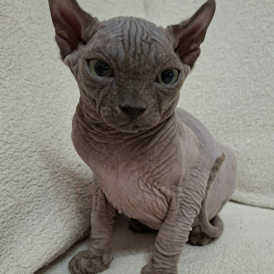 Stif Elf male, blue with white