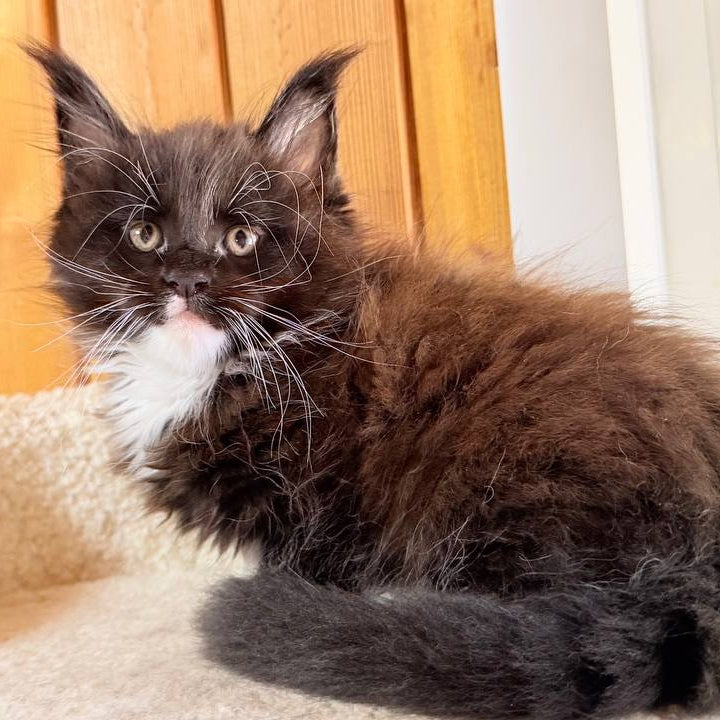 Onyx Maine Coon male, black bicolour