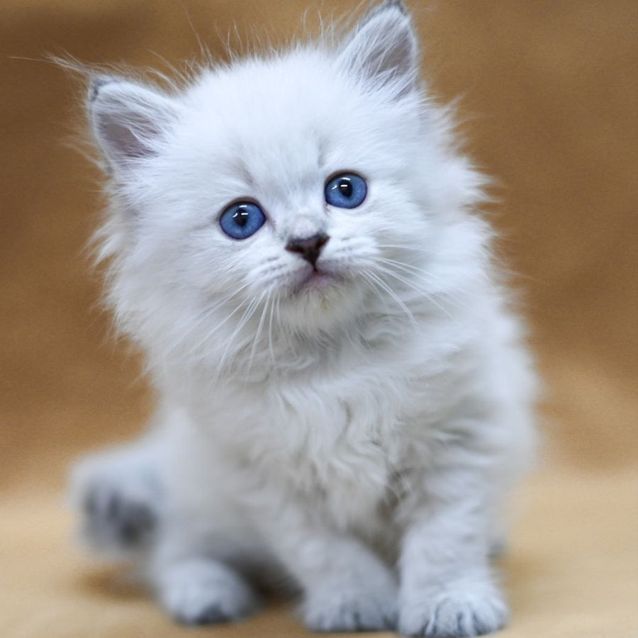 Geizer Neva Masquerade male, blue tabby pointed