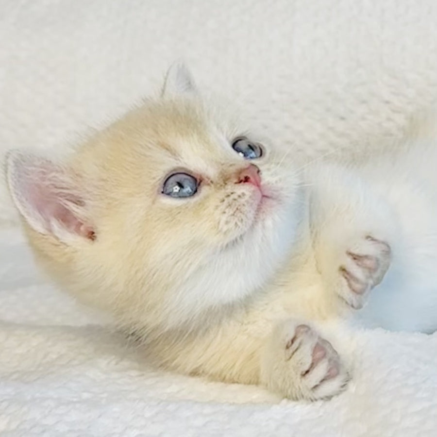 Galaxy Star British Shorthair male, lilac golden shaded