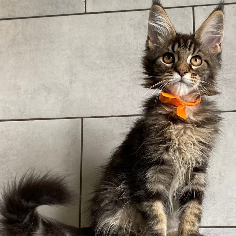 Toratau Maine Coon female, black tabby