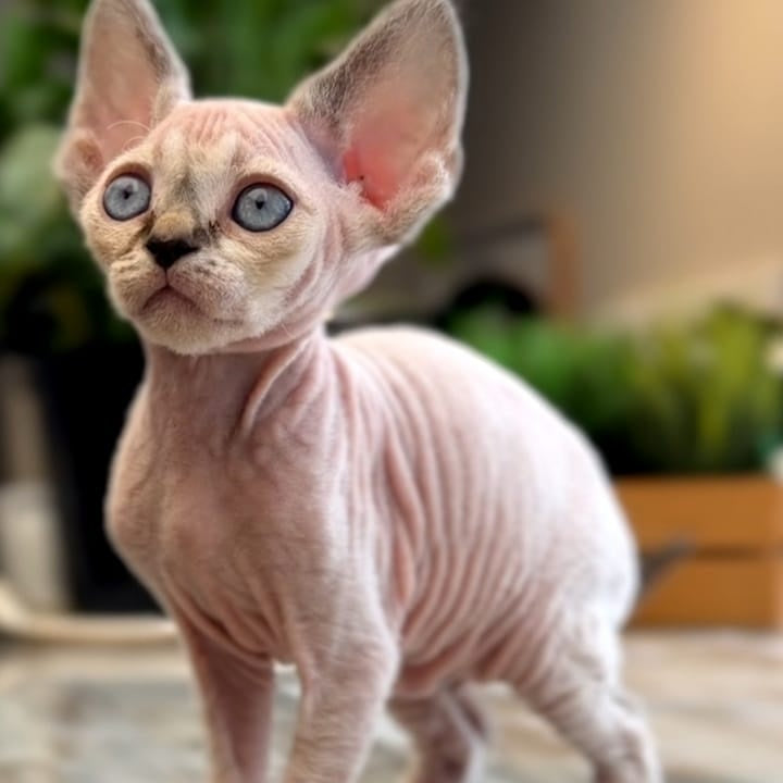 Sunny Devon Rex female, black tortie harlequin tabby pointed