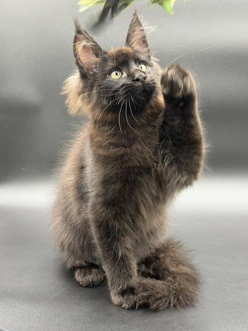 Frank Maine Coon male black - live animals