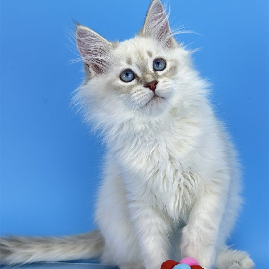 Xander Siberian male, blue tabby pointed