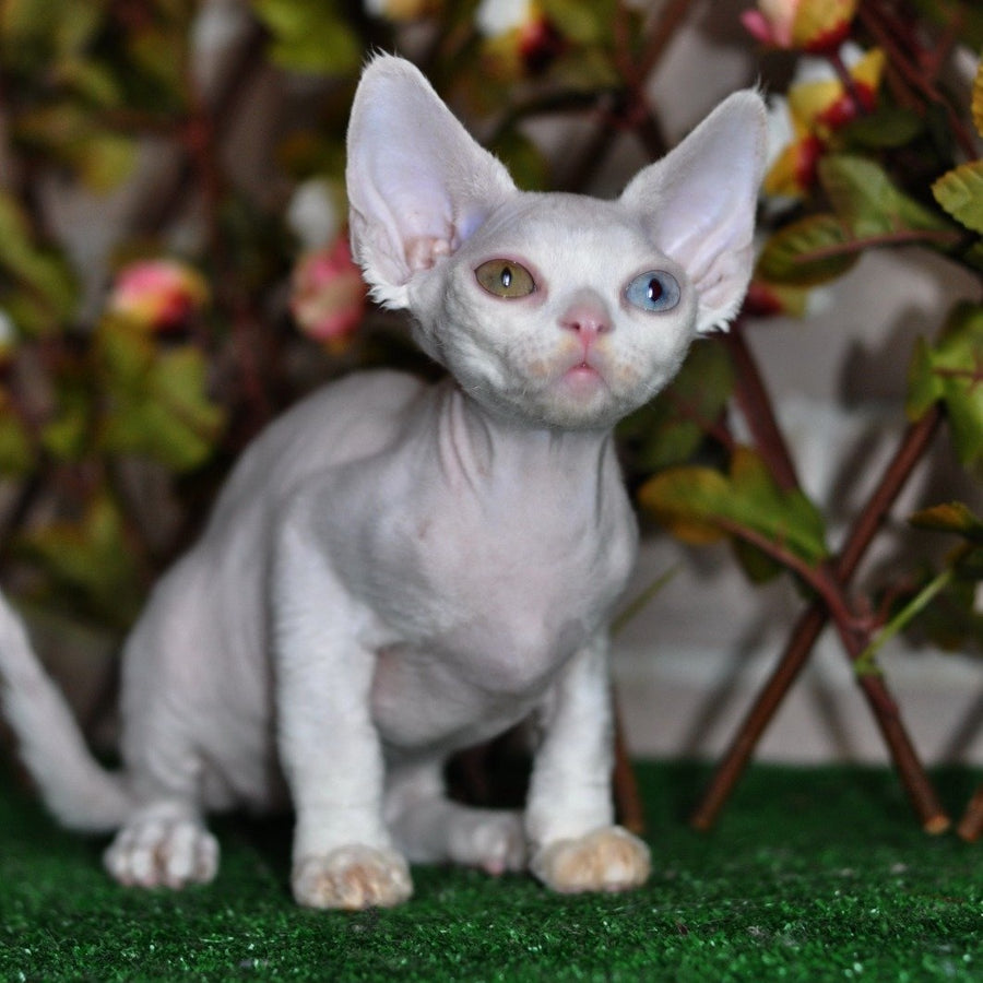 Multik Devon Rex male, white