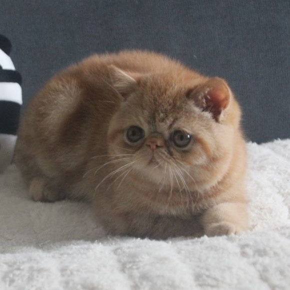 Centaur Exotic male, red tabby