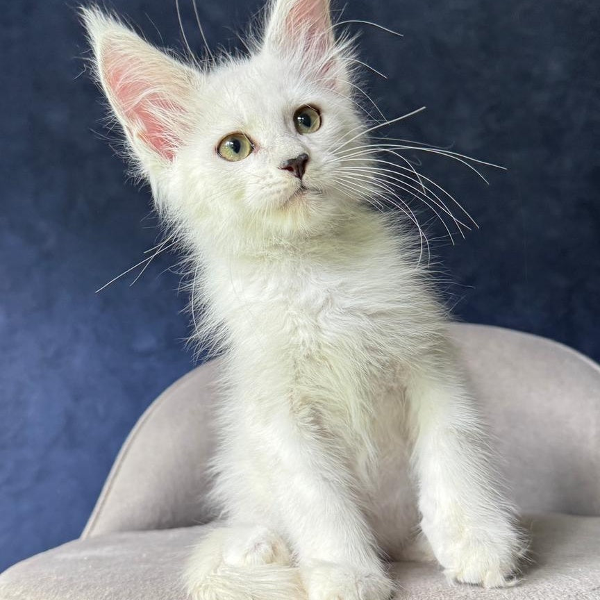 Yoshi Maine Coon male, black silver shaded