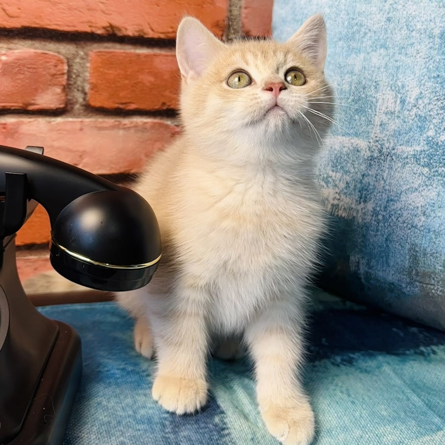 Jin British Shorthair male, blue golden spotted tabby