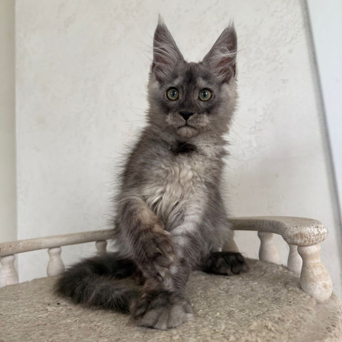 Kupidon Maine Coon male, black silver with white