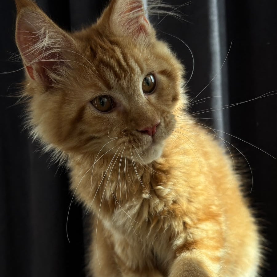 Iggy Maine Coon male, red