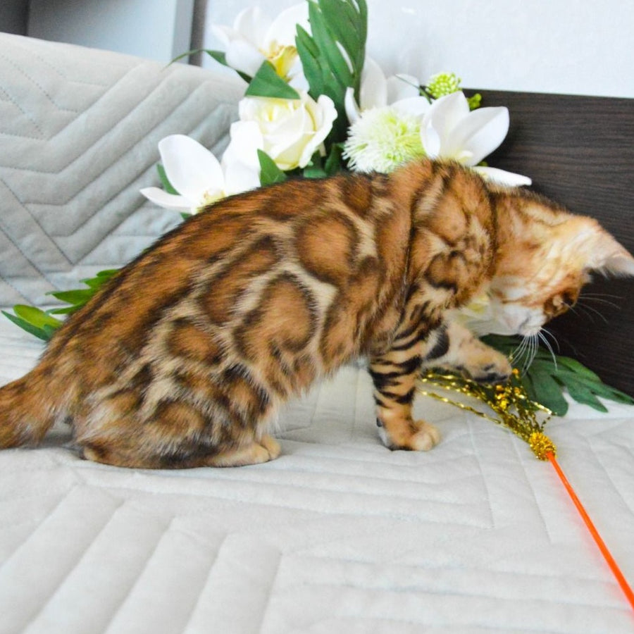 Odysseus Bengal male, black spotted tabby