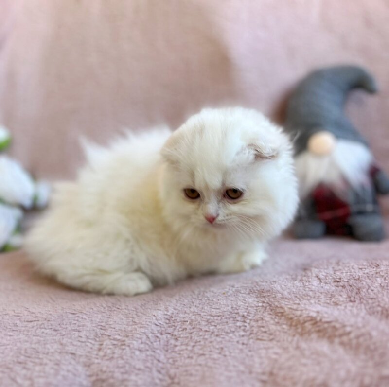 White Crazy Scottish Fold male white live animals