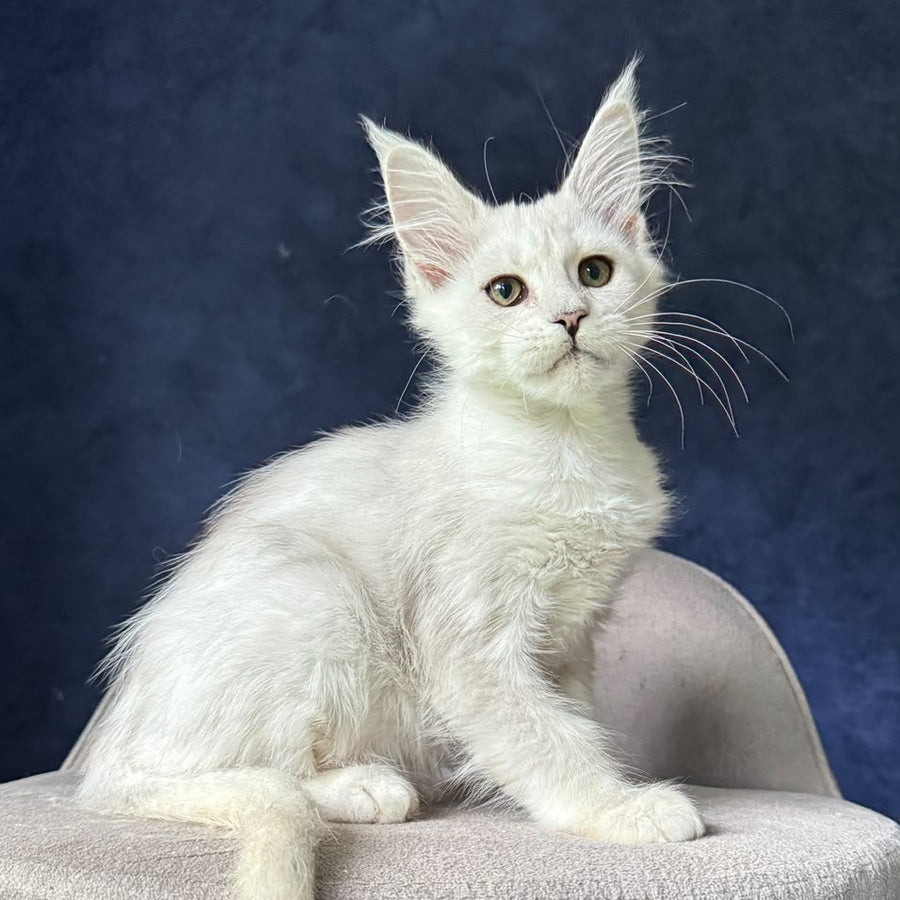 Elea Maine Coon female, black silver shaded