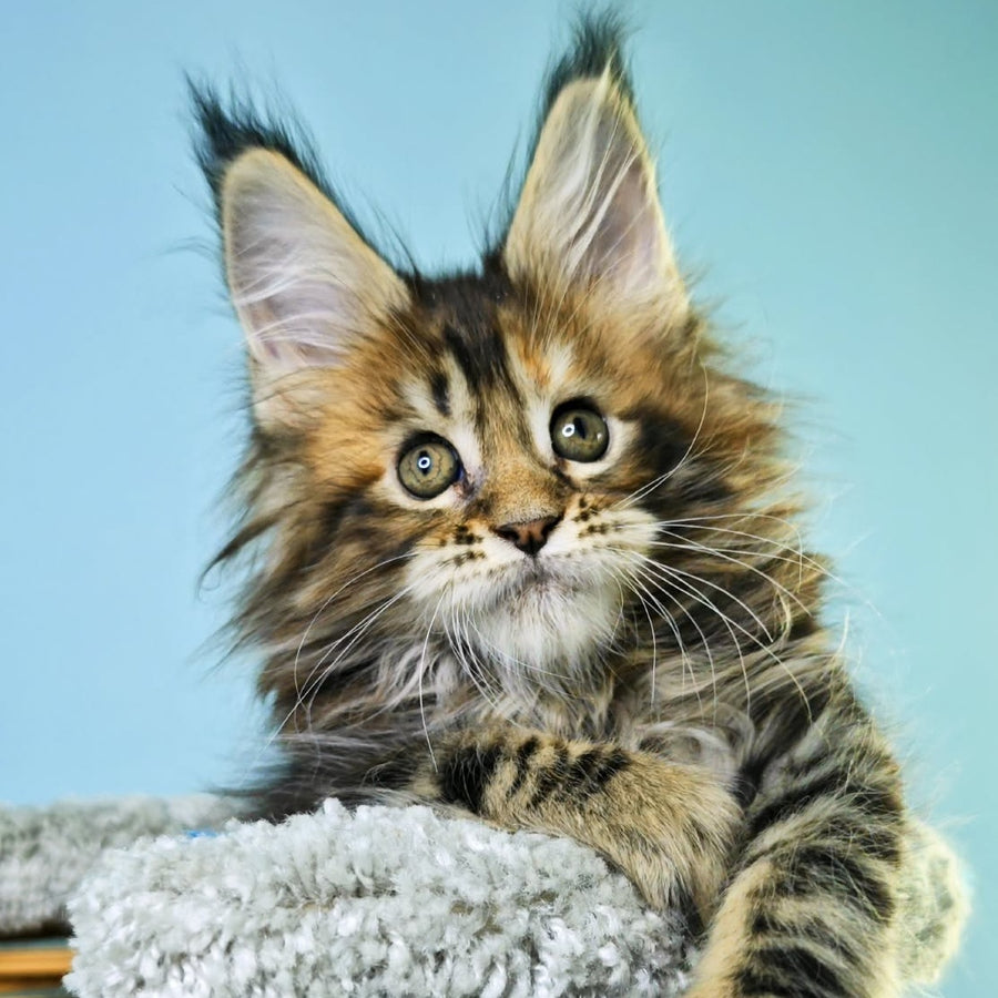 Hloya Maine Coon female, black tortie tabby