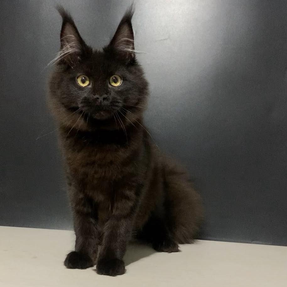 Tuluza Maine Coon female, black