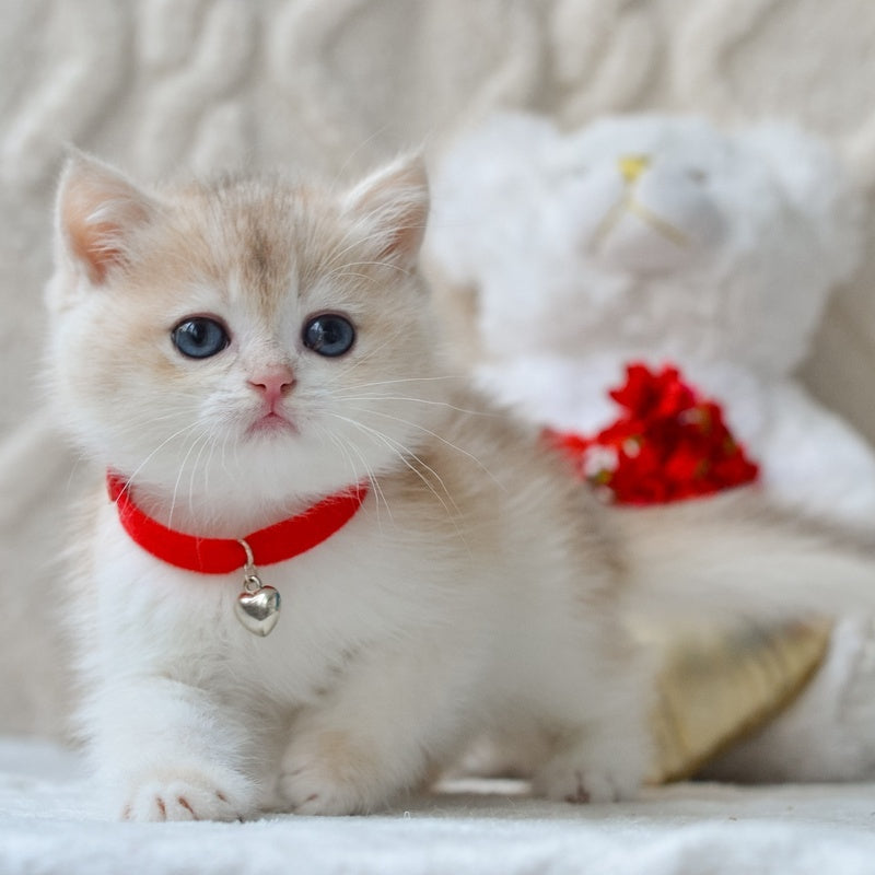 Niko British Shorthair male, blue golden chinchilla