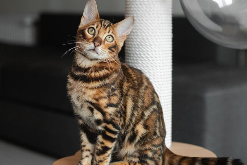 Jaime Bengal male black spotted tabby - live animals