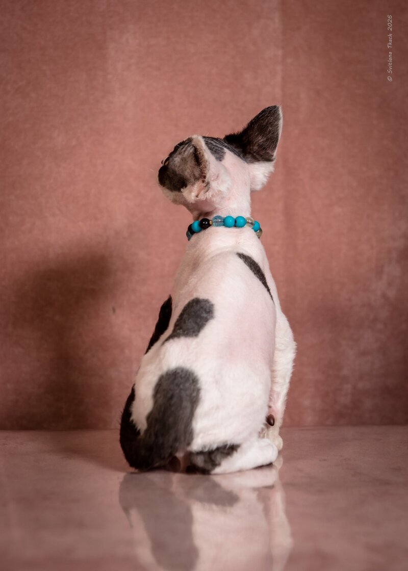Luke Devon Rex male, black harlequin