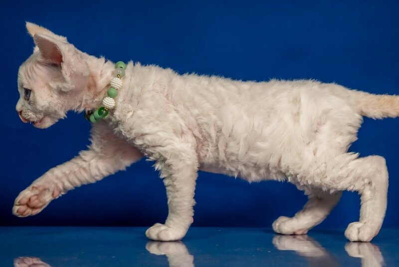 Ice Berry Devon Rex male red pointed - live animals