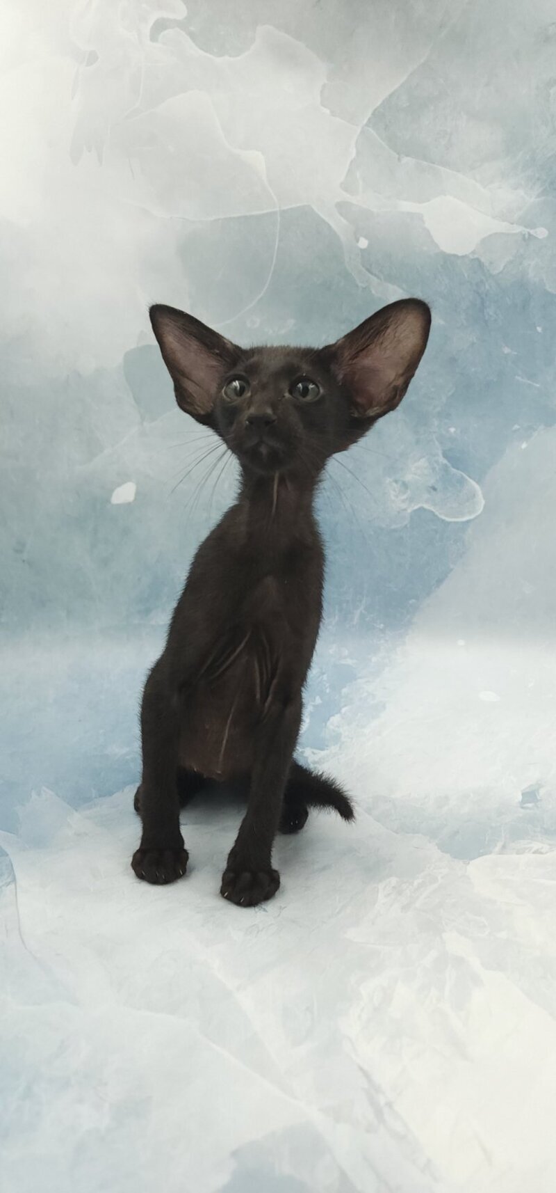Orville Oriental Shorthair male, black