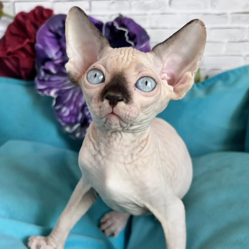 Bagrat Canadian Sphynx male, black pointed bicolour