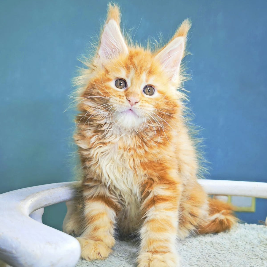 Izabel Maine Coon female, red tabby