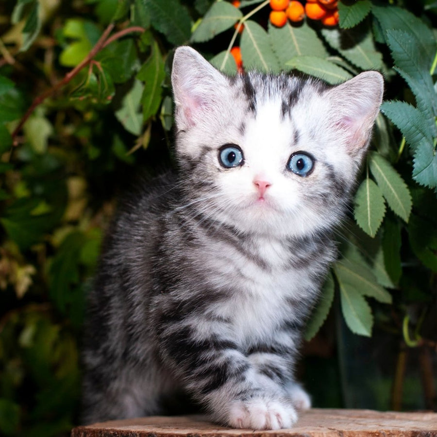Yarilo British Shorthair male, black silver tabby