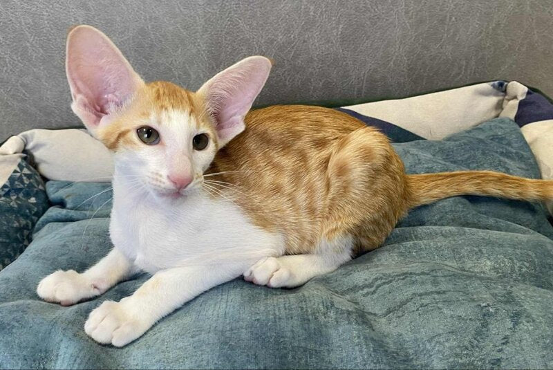Zoryan Oriental Shorthair male, red spotted tabby bicolour