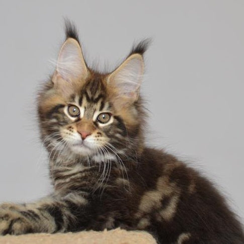 Knyaz Maine Coon male, black tabby