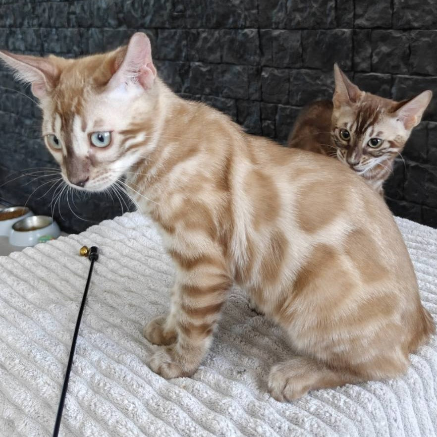 Iron Bengal male, black amber spotted tabby pointed