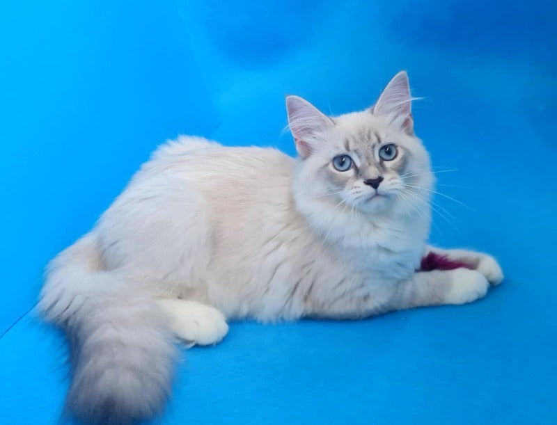 Viliam Siberian male, blue tabby pointed mitted