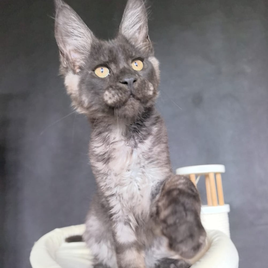 Axel Maine Coon male, black silver
