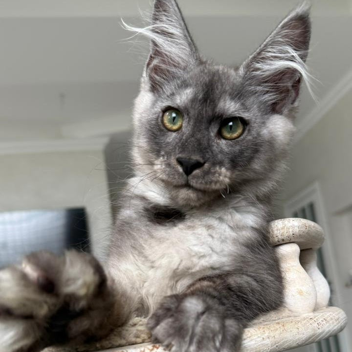 Kupidon Maine Coon male, black silver with white