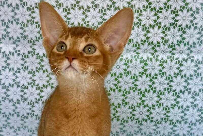 Electra Abyssinian female sorrel - live animals