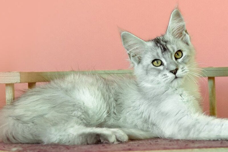 Zabava Maine Coon female, black tortie silver ticked tabby
