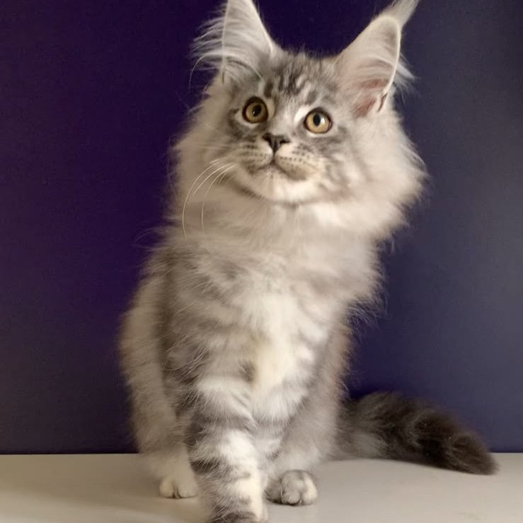 Manchester Maine Coon male, black silver tabby