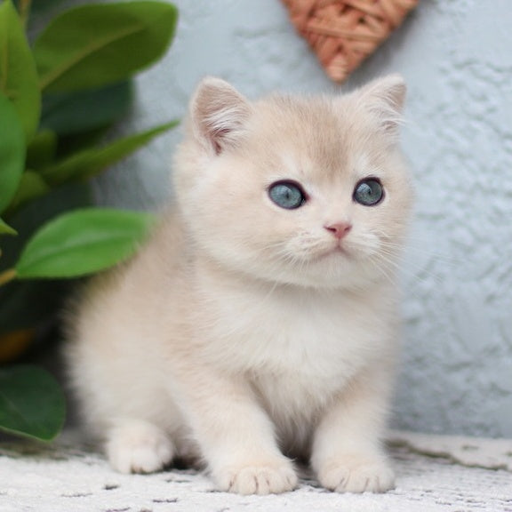Chester British Shorthair male, blue golden shaded