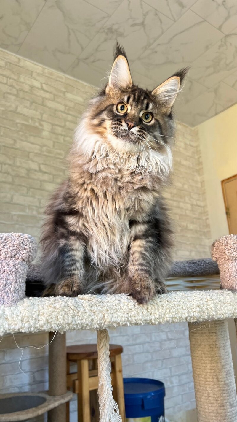 Forest Maine Coon male, black spotted tabby