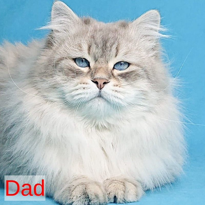 Geizer Neva Masquerade male, blue tabby pointed