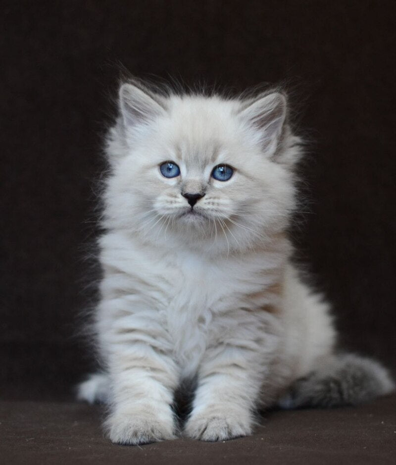 Eliksir Neva Masquerade male, blue tabby pointed