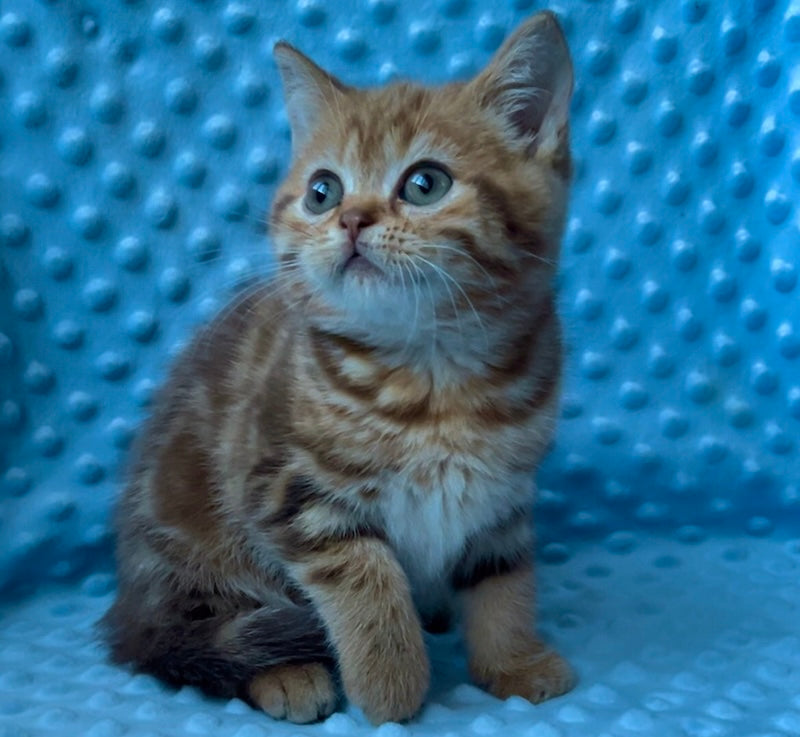 Wailani British Shorthair female, chocolate tabby
