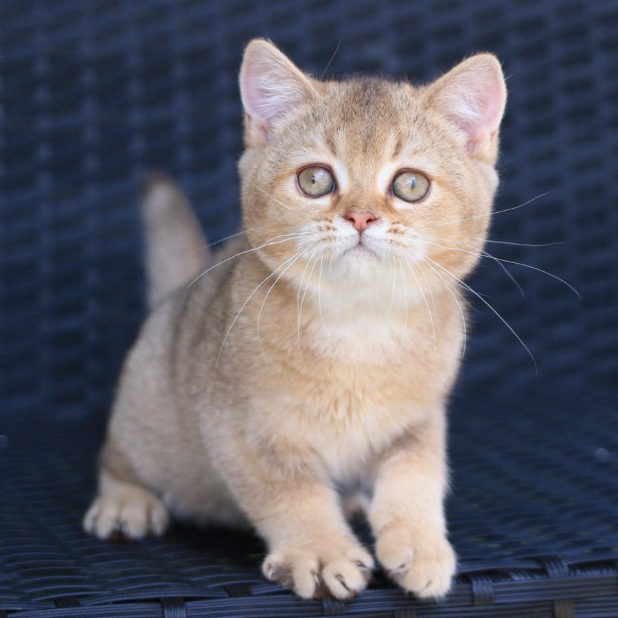 Paloma British Shorthair female, chocolate golden ticked tabby