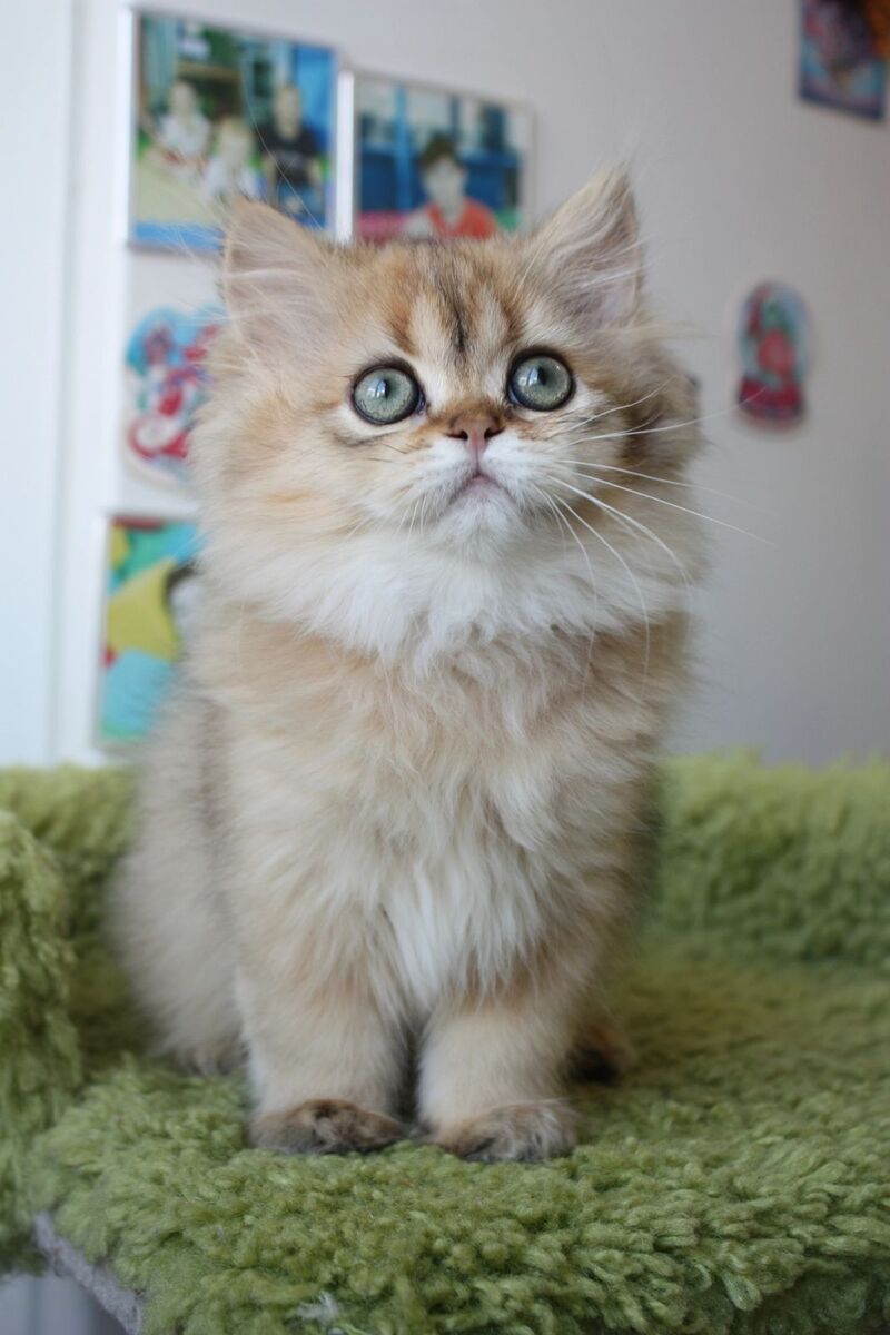 Erta Scottish Straight female, black ticked tabby