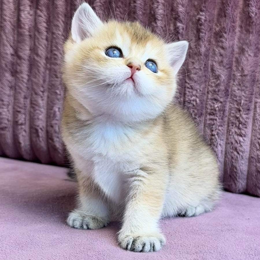 Infinity Star British Shorthair female, black golden shaded