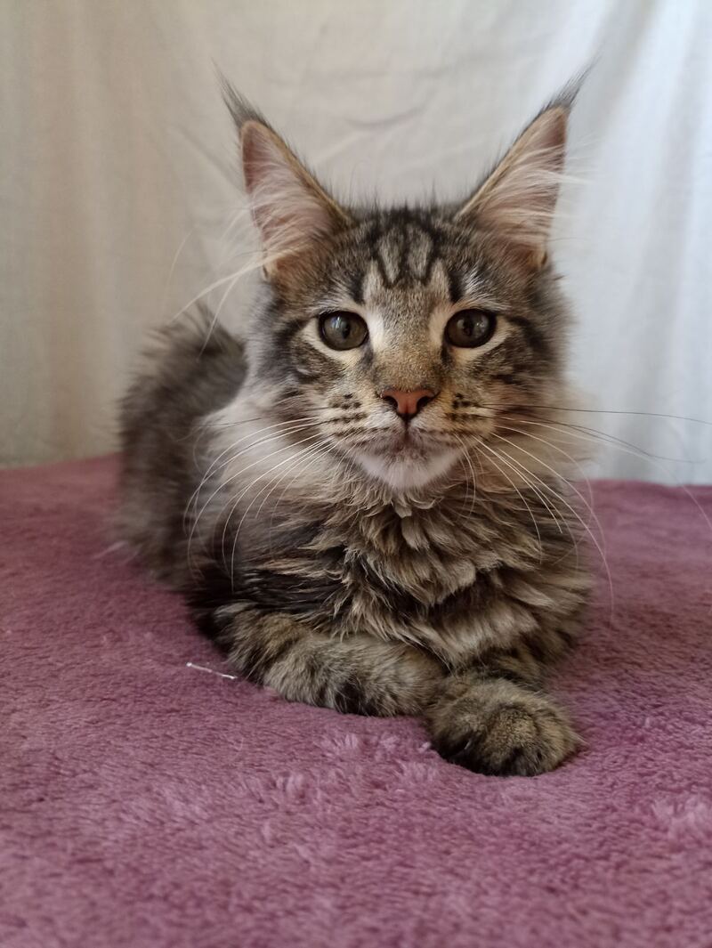 Yara Maine Coon female, black silver tabby